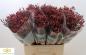 Preview: Limonium sin. Scarlet Diamond - 5 Stiele